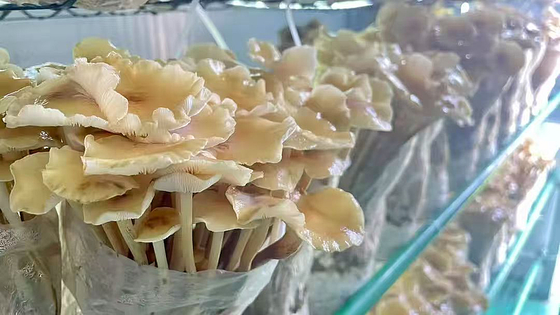 棚掌柜 打造會思考的‘農場’，以軟件開發賦能現代農業新發展